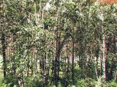 -塞罕坝国家级自然保护区