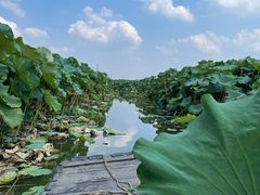 -池杉湖湿地公园
