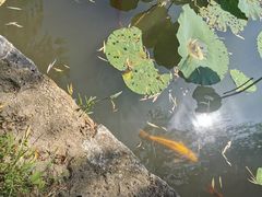 -观唐（国际）度假村温泉