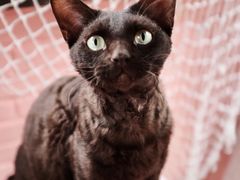 -喵屿·大理花园猫咖