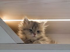 -柚子猫舍·精品猫舍购猫·猫咪认养·购宠·宠物店