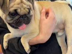 -帕帕拉兹宠物(亚洲旗舰店)