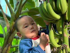 -呀路古热带植物园
