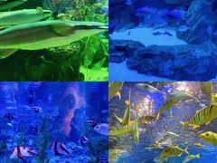 -海合安成都极地海洋公园