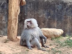 -云南野生动物园