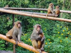 -西双版纳原始森林公园