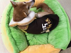 -逗柴咖啡屋·狗咖猫咖宠物桌游