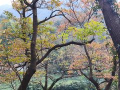 -午潮山国家森林公园