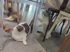 -吉丁鸟咖·异宠·寄养