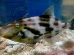 -山东八大碗山东老字号