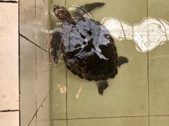 -广东惠东海龟国家级自然保护区
