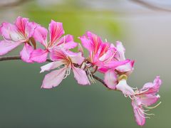 -香蜜公园