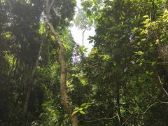 -西双版纳原始森林公园