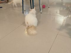 -平行世界·猫咖(首经贸店)