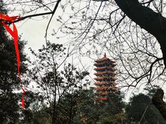 -缙云山景区