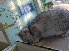 -纳吉亚猫专科动物医院·北北分院
