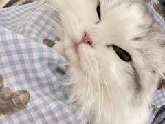 -猫大福·Fortune Cat猫舍(百子湾店)