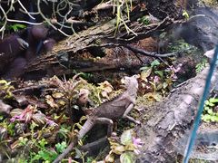 -青石桥花鸟鱼虫市场(叠翠城店)