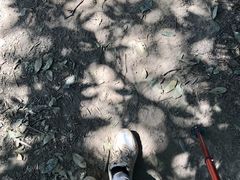 -黄埔油麻山森林公园