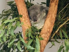 -费瑟代尔野生动物园