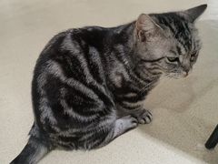 -藏猫猫咖啡主题馆(中央大道店)