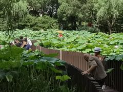 -陈家山荷花公园