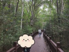 -汤旺河林海奇石景区