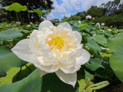 -广州莲花山旅游区