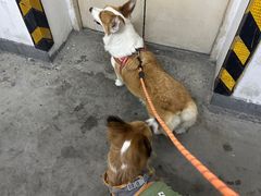 -瑞鹏宠物医院·骨科·猫科·内科(第一中心)