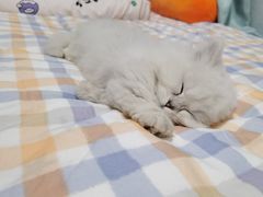 -欣宠猫屋·矮脚拿破仑·蓝金金渐层