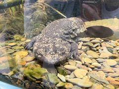 -上海大自然野生昆虫馆(东方明珠·爬宠昆虫探索中心)