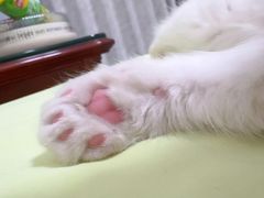 -小猫来了·猫舍(红山六九七九店)