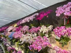 -龙大花卉苗木市场