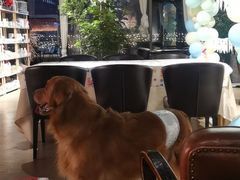 -百好乐宠物友好餐厅(朝外大街店)