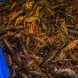 来宁波必打卡的龙虾店！！问1000次也是它家