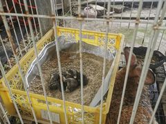 -马陆小张葡萄园农家乐