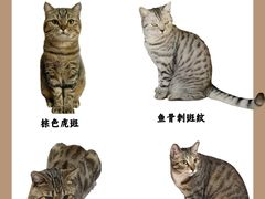 -小猫来了·猫咪专售(红山六九七九店)