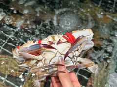 -浩运·海鲜青岛菜·海胆水饺(石老人店)