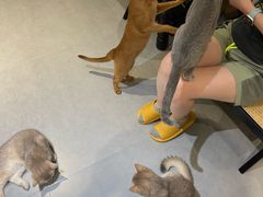 -琪喵猫屋·撸猫猫咖·猫舍