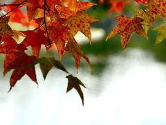 -上海共青森林公园