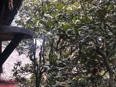 -峨眉山报国寺