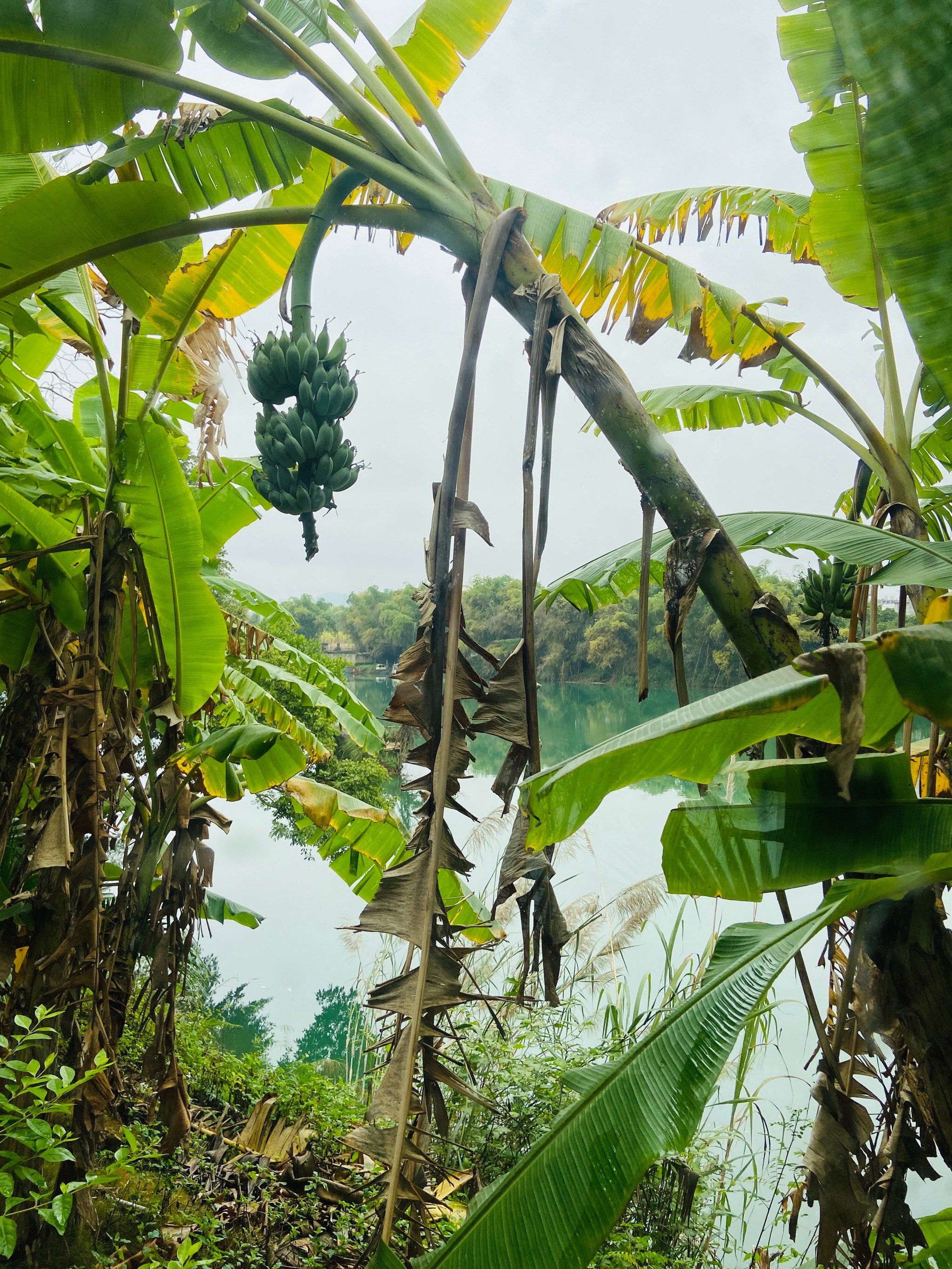 位于崇左新河镇卜花村,离南宁只有两个小时的车程