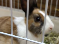 -猫猫幼稚园·撸猫·桌游·电玩