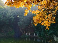 -西樵山风景名胜区-天湖公园