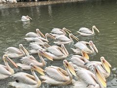 -广州长隆飞鸟乐园