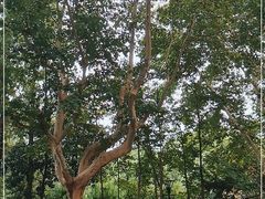 -徐家汇源景区-衡山公园