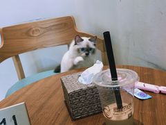 用餐区-藏猫猫咖啡主题馆(中央大道店)