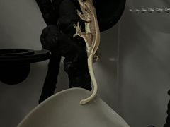 -酷以爬仙阁实体爬宠店·守宫·蜥蜴·专业繁育