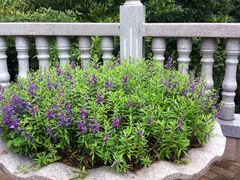 景点-大沙河公园