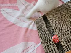 -欣宠猫屋·矮脚拿破仑·蓝金金渐层